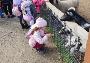 Dzieci przed zagrodą dla owiec i kóz.
